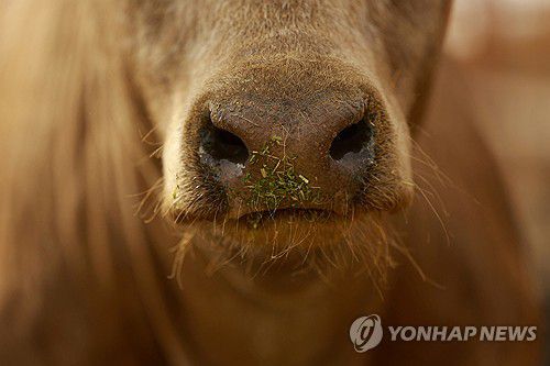 '미국행' 막힌 멕시코 소[로이터 연합뉴스 자료사진. 재판매 및 DB 금지]