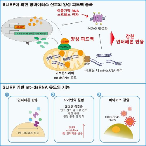 슬러프 단백질에 의한 항바이러스 반응 모식도 [KAIST 제공. 재판매 및 DB 금지]