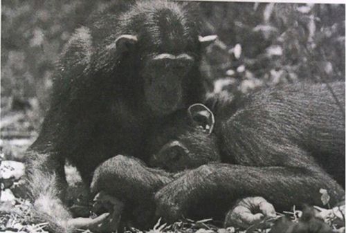 다른 침팬지 상처 핥아주는 침팬지(서울=연합뉴스) 2025년 5월 14일(현지시간) 학술지 '진화 및 생태 첨단연구'(Frontiers in Evolution and Ecology)에 게재된 엘러디 프라이먼 등의 논문에 실린 사진에서 한 침팬지가 다른 침팬지의 상처를 핥아주고 있다. [학술지 게재 연구논문 중 사진 캡처. DB 및 재판매 금지] 2025.5.15.