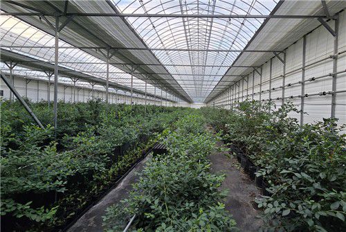 블루베리 하우스 전경[최세호씨 제공.재판매 및 DB금지]