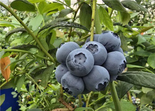 스마트팜에서 생산된 블루베리[최세호씨 제공.재판매 및 DB금지]