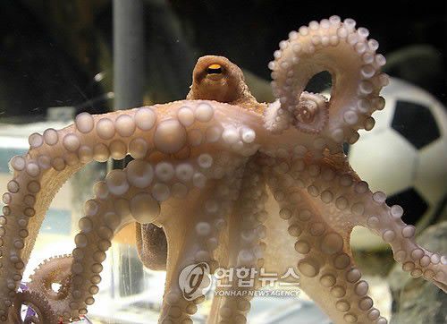 문어 [EPA=연합뉴스]