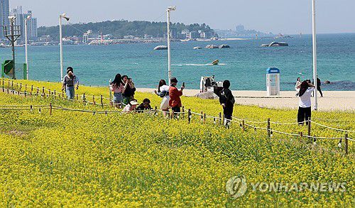 유채꽃 만개[연합뉴스 자료사진]