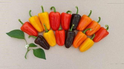형형색색 파프리카[경남도농업기술원 제공. 재판매 및 DB 금지]