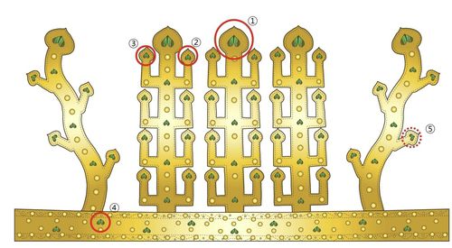 금동관 모식도 및 비단벌레 날개 확인 위치 [국가유산청 제공. 재판매 및 DB 금지]