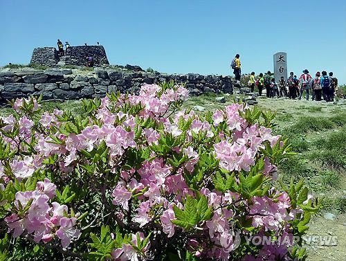 2013년 태백산 정상에 철쭉 활짝[연합뉴스 자료사진]