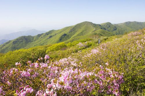 지난해 5월 만개한 소백산 철쭉[단양군 제공. 재판매 및 DB 금지]