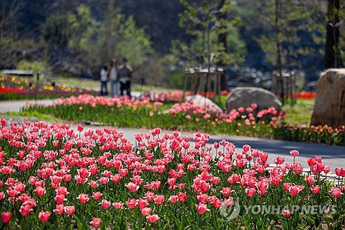 동해 무릉별유천지, 오색찬란 튤립꽃 5만 송이 '활짝'[연합뉴스 자료사진]