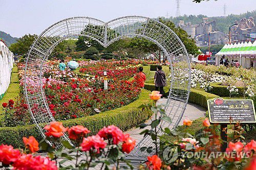 16만 그루의 장미꽃 만개(삼척=연합뉴스) '2025 삼척장미축제'가 개막한 23일 강원 삼척시 오십천 장미공원에 관람객들의 발길이 이어지고 있다.     장미공원은 약 8만5천㎡ 부지에 220여 종, 16만 그루 이상의 장미가 식재돼 6월 1일까지 이어지는 축제 기간 천만 송이의 장미가 만개해 장관을 이룰 예정이다. 2025.5.23 [삼척시 제공. 재판매 및 DB 금지] yoo21@yna.co.kr
