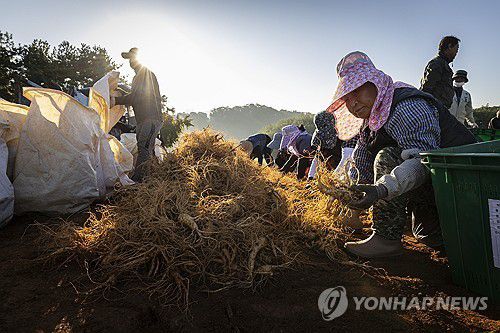 민통선 6년근 개성인삼 수확[연합뉴스 자료사진]