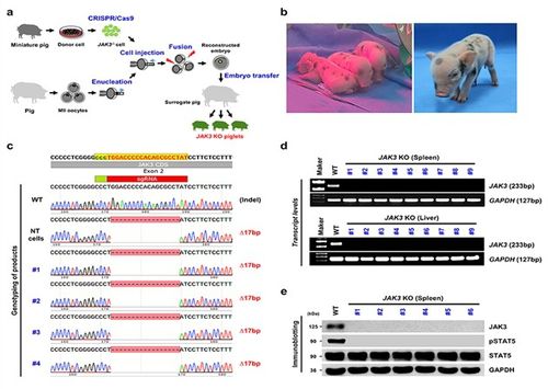 JAK3 유전자가 결손된 형질전환 미니돼지 [한국생명공학연구원 제공. 재판매 및 DB 금지]