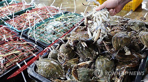 어획량 급감한 연평도 봄 꽃게[연합뉴스 자료사진]