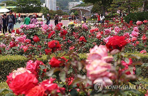 붉은 빛깔과 향기로 관광객 사로잡는 장미축제[연합뉴스 자료사진]