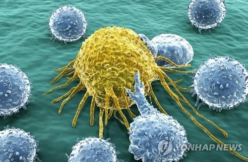 암세포와 림프구 이미지[게티이미지뱅크 제공]
