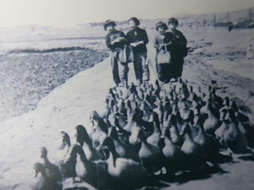 송준영 씨가 자랐던 보육원에서 아이들이 오리 사육하는 방법을 배우는 모습[조윤환 고아권억연대 대표 제공]