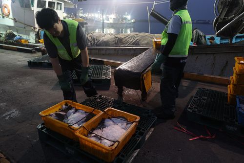 용가자미 하역 작업[촬영 장지현]