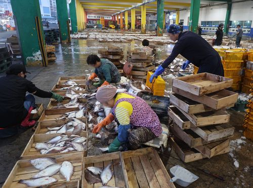 용가자미 분류 작업[촬영 장지현]
