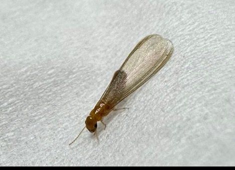 서울 강남 주택서 발견 흰개미…마른나무 갉아먹는 외래종 확인    (서울=연합뉴스) 최근 서울 강남구 논현동 한 주택에서 발견된 흰개미는 세계적으로 목조건축물에 큰 해를 끼치는 외래 흰개미로 잠정 확인됐다.      환경부는 정밀 현미경을 이용해 확인한 결과 강남구 주택의 흰개미는 '마른나무흰개미과(Kalotermitidae) 크립토털미스(Cryptotermes)속'에 속하는 흰개미로 확인됐다고 19일 밝혔다.     유전자 분석도 진행 중으로 동정(생물의 분류학상 위치와 종 정보를 바르게 확인하는 작업)이 완료되기까지는 일주일 정도 걸릴 것으로 예상된다.     사진은 환경부에 제보된 흰개미. 2023.5.19     photo@yna.co.kr