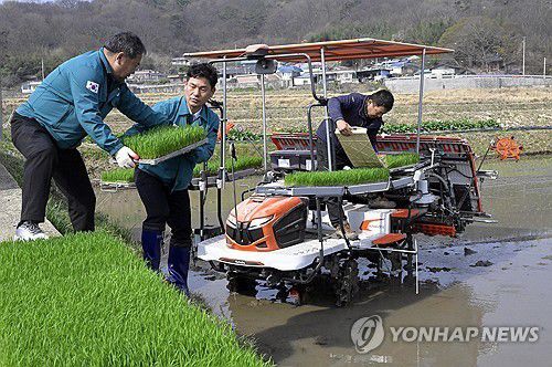 모내기 (순창=연합뉴스) 염기남 전북 순창군 부군수가 8일 풍산면 도치마을의 박동민(44) 씨 논에서 올해 군내 첫 모내기를 돕고 있다. 2025.4.8 [순창군 제공. 재판매 및 DB 금지]    kan@yna.co.kr