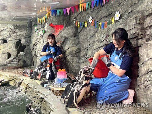 "집 나간 '며느리 펭귄'도 돌아온다는 열빙어"(서울=연합뉴스) 이승연 기자 = 지난 7일 서울 강남구 코엑스 아쿠아리움에서 장수펭귄 네 마리의 생일 파티가 열렸다. 사진은 아쿠아리스트 우수지씨와 김다은씨가 펭귄들에게 열빙어를 주는 모습. 2025.6.15