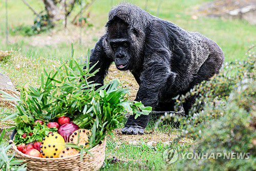 (EPA=연합뉴스) 지난 4월 독일 베를린 동물원이 세계 최고령 암컷 고릴라 파투의 생일을 맞아 과일과 야채가 가득 담긴 바구니를 선물한 모습. 2025.6.15.