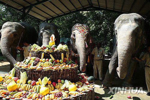 2024년 11월 미얀마 동물원서 열린 코끼리의 71세 생일파티[신화 연합뉴스 자료사진]