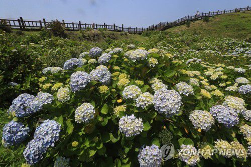 제주 송악산 수국 군락[연합뉴스 자료사진]