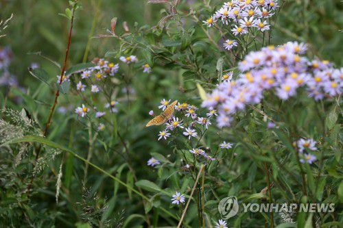 평화의 날갯짓(인제=연합뉴스) 전쟁의 상흔과 분단의 아픔이 서린 강원 인제군 비무장지대(DMZ) 평화의 길이 70여 년 만에 정식으로 민간에 개방된 2022년 9월 인제 DMZ 평화의 길 탐방로에 핀 야생화 개미취에 나비가 앉아 날갯짓하는 모습. [연합뉴스 자료사진]
