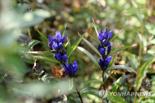 인제 DMZ 평화의 길에 핀 용담초(인제=연합뉴스) 전쟁의 상흔과 분단의 아픔이 서린 강원 인제군 비무장지대(DMZ) 평화의 길이 70여 년 만에 정식으로 민간에 개방된 2022년 9월 인제 DMZ 평화의 길 탐방로에 핀 야생화 용담초가 눈길을 끄는 모습. [연합뉴스 자료사진]