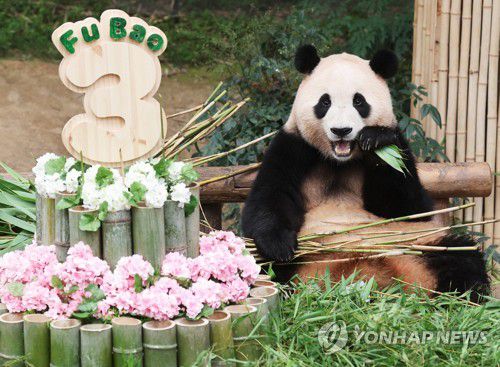 언니 판다 푸바오 '이제 세 살이에요'2023년 7월 20일 경기도 용인시 에버랜드에서 세 번째 생일을 맞은 판다 푸바오가 사육사들이 준비한 케이크 옆에서 대나무를 먹고 있다. [연합뉴스 자료사진] 2025.6.15