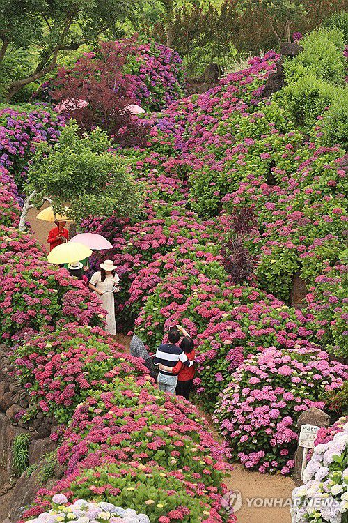 제주, 이른 장마 시작제주도에 이른 장마가 시작된 12일 오전 제주 서귀포시 안덕면 덕수리 카페 마노르블랑을 찾은 관광객이 우산을 쓰고 수국이 만개한 정원을 산책하고 있다. 2025.6.12 [연합뉴스 자료사진]