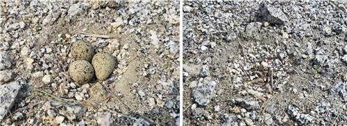 부화한 3개의 알과 사라진 둥지의 알[촬영 유형재]