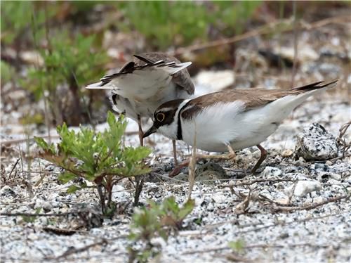 포란을 위해 교대하는 꼬마물떼새 부부[촬영 유형재]