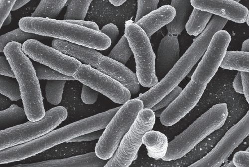 대장균사진 출처 : 나무위키