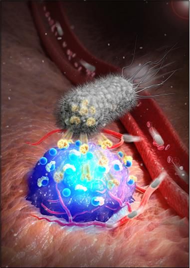 종양에 스트렙트아비딘을 분비해 암 위치를 형광으로 표시하는 박테리아 조영플랫폼[KIST 제공. 재판매 및 DB 금지]