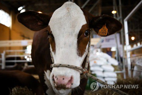 우루과이 축산 박람회장의 소[EPA 연합뉴스 자료사진. 재판매 및 DB 금지]