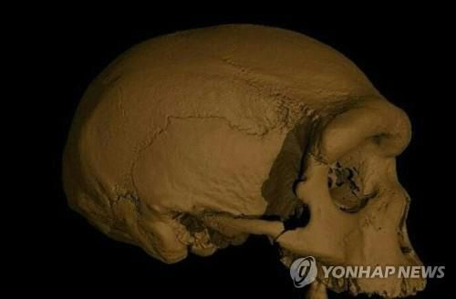 새로운 고대 인류 '호모 롱기'로 분류됐던 하얼빈 두개골[AFP=연합뉴스 자료사진. 재판매 및 DB 금지]