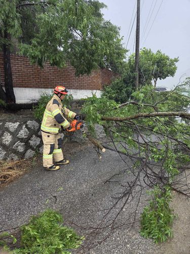 춘천 나무 전도[강원특별자치도소방본부 제공. 재판매 및 DB 금지]