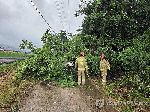 철원서 도로 위에 쓰러진 나무(철원=연합뉴스) 강원 내륙을 중심으로 많은 비가 내린 20일 오전 철원군 갈말읍 지포리에서 나무가 쓰러져 도로를 막고 있다. 2025.6.20 [강원특별자치도소방본부 제공. 재판매 및 DB 금지] taetae@yna.co.kr