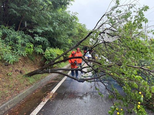 쓰러진 나무[경북소방본부 제공. 재판매 및 DB 금지]