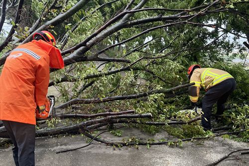 쓰러진 나무 치우는 소방관[대구소방안전본부 제공. 재판매 및 DB 금지]