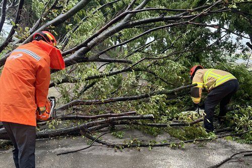 쓰러진 나무 치우는 소방관[대구소방안전본부 제공. 재판매 및 DB 금지]