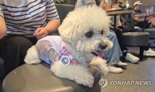 펫존 이용하는 강아지(서울=연합뉴스) 이승연 기자 = 지난 19일 서울 마포구 경의선숲길에 위치한 할리스커피 펫 프렌들리 매장을 찾은 강아지가 앉아있는 모습. 2025.6.21 winkite@yna.co.kr