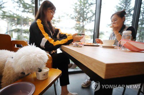 '반려견과 함께 식사해요'[연합뉴스 자료사진]