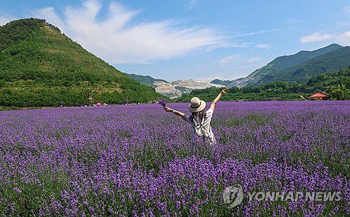 동해 무릉별유천지 라벤더 축제[동해시 제공. 재판매 및 DB 금지]