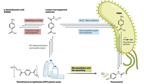 유전자 조작 대장균을 이용해 PET로부터 파라세타몰을 생산하는 과정 연구팀은 벤젠(C6H6) 고리 화합물에 탄소-질소(C-N) 결합을 만드는 중요한 유기합성 반응인 로센 재배열(Lossen rearrangement)이 유전자 변형 대장균 내에서 인산염의 촉매 작용으로 일어날 수 있다는 사실을 발견했다. 이어 PET에서 얻은 테레프탈산을 대장균을 이용해 맥주를 만드는 것처럼 발효시키는 방법으로 24시간 안에 92%의 높은 수율로 파라세타몰로 전환하는 데 성공했다. [Nature Chemistry, Stephen Wallace et al. 제공. 재판매 및 DB 금지]