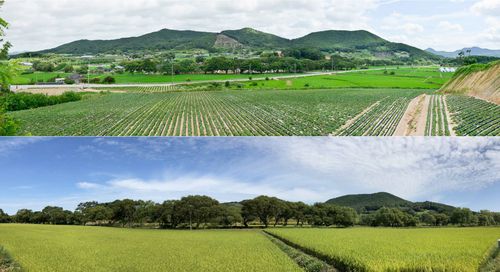 '고창 삼태마을숲' 전경[국가유산청 제공. 재판매 및 DB 금지]