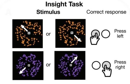 컴퓨터 키보드 조작 과제와 낮잠을 결합한 실험실험은 화면에 보이는 점들의 움직임 방향에 따라 키보드를 누르는 것으로 중요한 규칙이 숨겨져 있다. 움직임이 왼쪽 위에서 오른쪽 아래 대각선 방향이면 X키를, 오른쪽 아래에서 왼쪽 위 대각선 방향이면 M을 눌러야 한다. 실험 참가자들에게는 단순히 키보드를 이용해 점들의 움직임에 반응을 보이는 과제라고 설명, 참가자들이 스스로 규칙을 깨달을 수 있는지 관찰했다. [PLOS Biology / Anika Löwe et al.제공. 재판매 및 DB 금지]