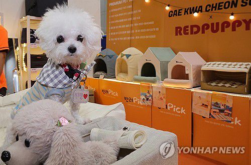 한국인 30%, 반려동물 기르지만…하루 6시간 동물 홀로 집에(고양=연합뉴스) 김병만 기자. 2025.3.7 kimb01@yna.co.kr