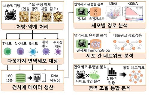 보중익기탕의 면역 경로 촉진 효과 [한국한의학연구원 제공. 재판매 및 DB 금지]